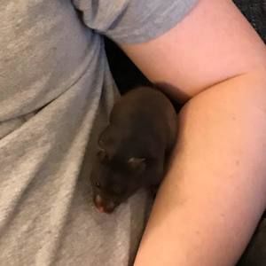 Meet your Posher, Ryan